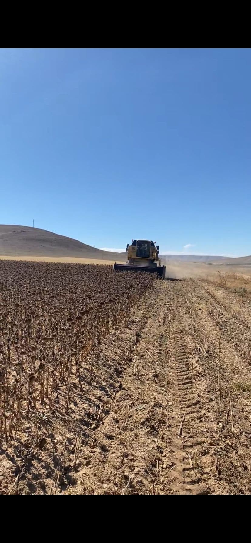 Harvest