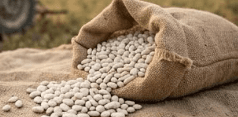White Beans